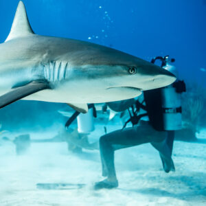 Vue verticale d’un requin de récif glissant contre l’épaule du nourrisseur, Shark Junction, Grand Bahama, Bahamas