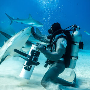 Reef shark rising against the feeder’s bait tube, side view, Shark Junction, Grand Bahama, Bahamas