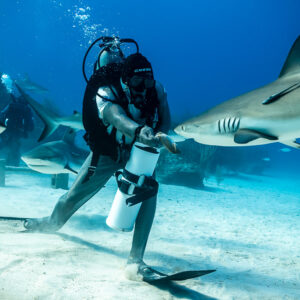 Feeder lunging forward with bait tube as a reef shark approaches, Shark Junction, Grand Bahama, Bahamas