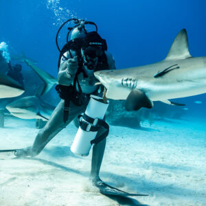Reef shark taking bait from the feeder’s hand, close view, Shark Junction, Grand Bahama, Bahamas