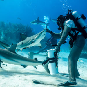 Feeder bending with bait tube as reef sharks sweep past, Shark Junction, Grand Bahama, Bahamas