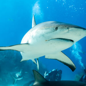 Caribbean reef shark head close-up, divers filming below, Shark Junction, Grand Bahama, Bahamas