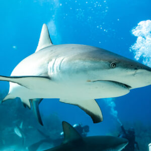 Caribbean reef shark passing close to camera beside the feeder’s bubbles, Shark Junction, Grand Bahama, Bahamas