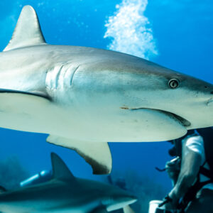 Gros plan serré sur l’œil et le flanc d’un requin de récif remplissant le cadre, Shark Junction, Grand Bahama, Bahamas