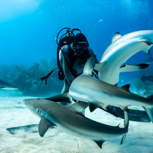 Reef sharks twisting in a tangle around the kneeling feeder, Shark Junction, Grand Bahama, Bahamas