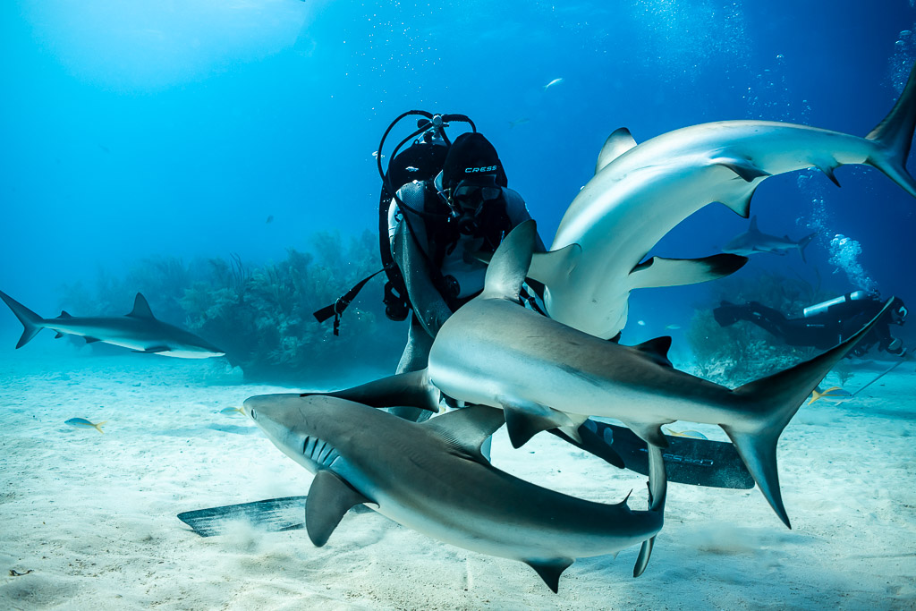 Reef sharks twisting in a tangle around the kneeling feeder, Shark Junction, Grand Bahama, Bahamas