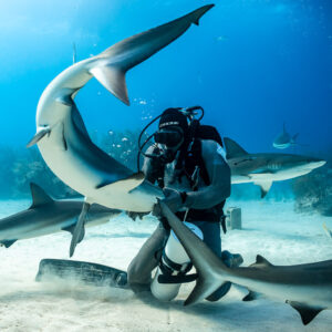 Vue verticale d’un requin de récif s’incurvant au-dessus de la tête du nourrisseur, Shark Junction, Grand Bahama, Bahamas
