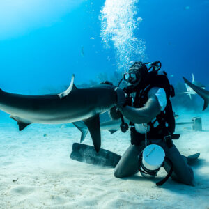 Kneeling feeder holding a reef shark’s snout under a column of bubbles, Shark Junction, Grand Bahama, Bahamas