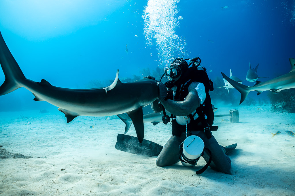 Kneeling feeder holding a reef shark’s snout under a column of bubbles, Shark Junction, Grand Bahama, Bahamas