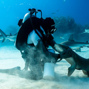 Nurse shark pushing against the feeder in a cloud of sand, Shark Junction, Grand Bahama, Bahamas