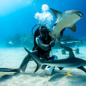 Nurse shark rising over the kneeling feeder, reef shark below, Shark Junction, Grand Bahama, Bahamas