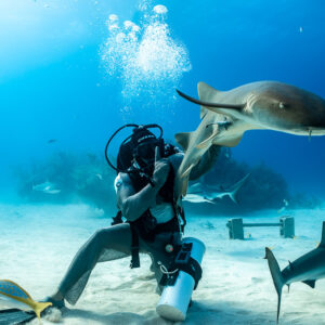 Nurse shark swimming past the feeder’s head under the bubbles, Shark Junction, Grand Bahama, Bahamas