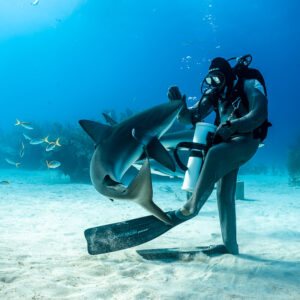 Feeder twisting with a reef shark among yellowtail snappers, Shark Junction, Grand Bahama, Bahamas