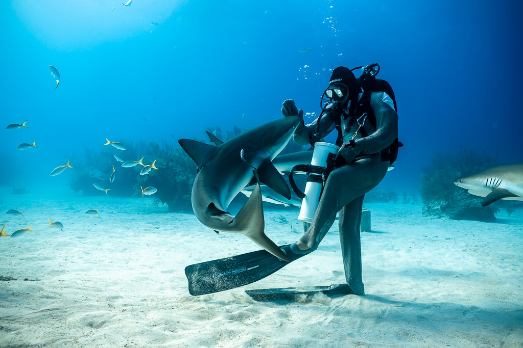 Feeder twisting with a reef shark among yellowtail snappers, Shark Junction, Grand Bahama, Bahamas