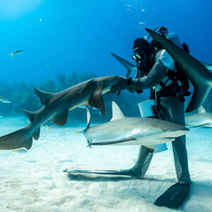 Feeder holding a nurse shark as a reef shark slides past, Shark Junction, Grand Bahama, Bahamas