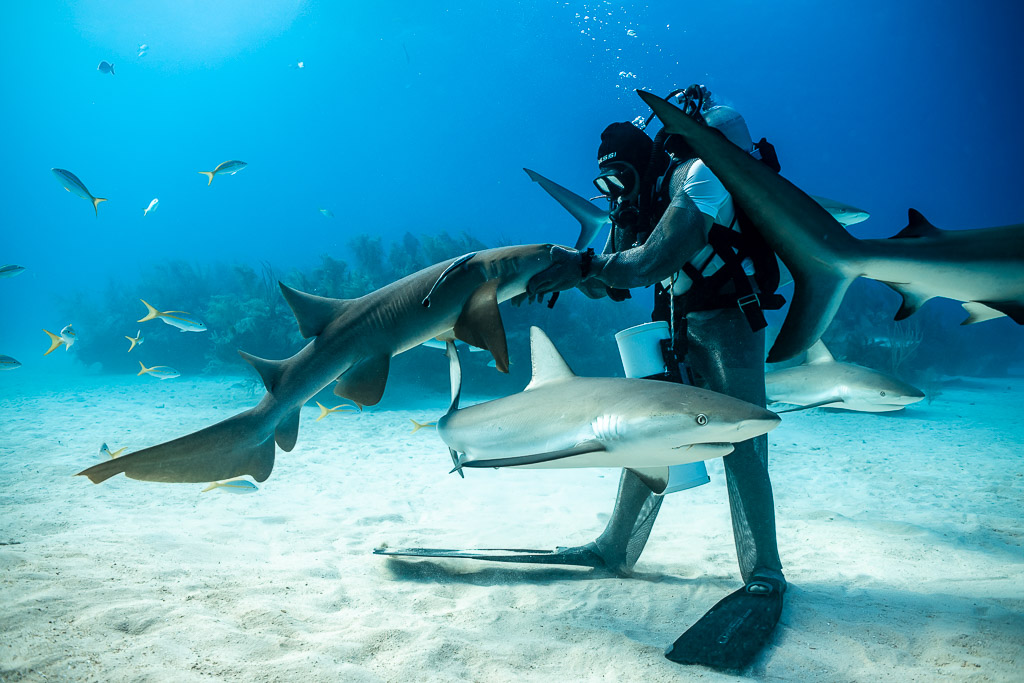 Feeder holding a nurse shark as a reef shark slides past, Shark Junction, Grand Bahama, Bahamas