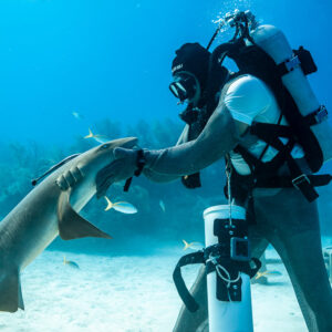 Nourrisseur caressant la tête d’un requin-nourrice, vue latérale rapprochée, Shark Junction, Grand Bahama, Bahamas