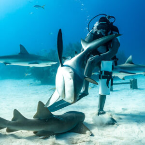 Reef shark rearing vertically over a nurse shark at the feeder, Shark Junction, Grand Bahama, Bahamas