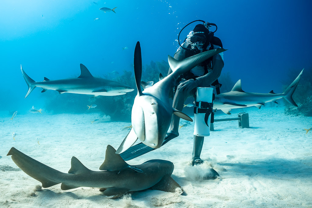 Reef shark rearing vertically over a nurse shark at the feeder, Shark Junction, Grand Bahama, Bahamas