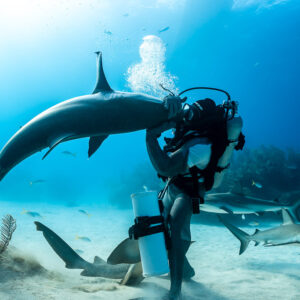 Reef shark arching around the feeder under a sunlit column of bubbles, Shark Junction, Grand Bahama, Bahamas