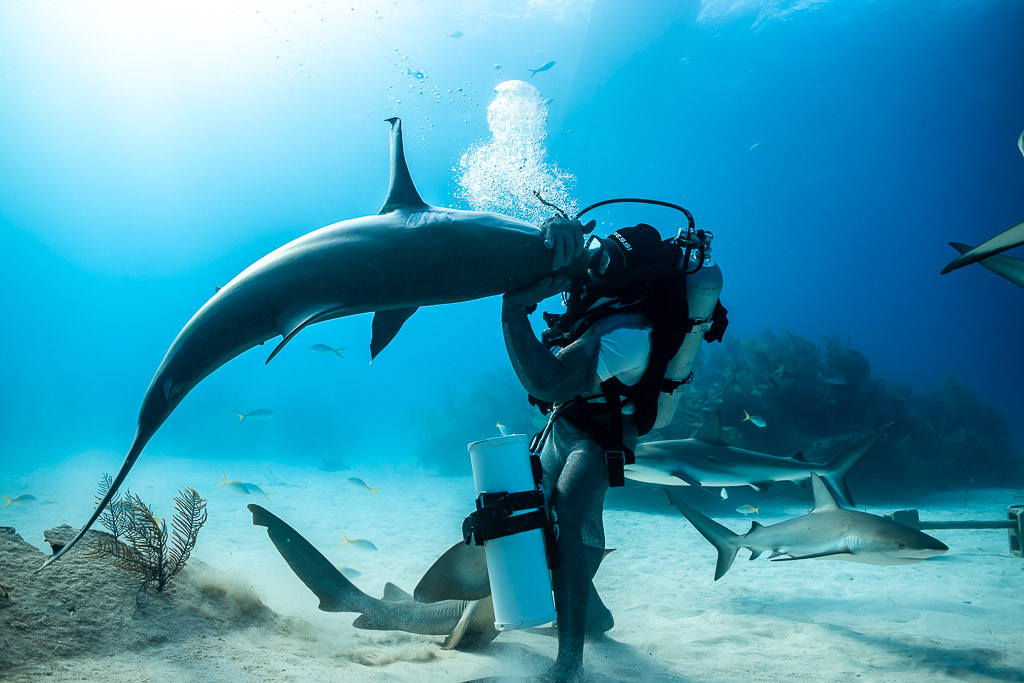 Reef shark arching around the feeder under a sunlit column of bubbles, Shark Junction, Grand Bahama, Bahamas