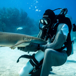 Feeder in chain mail gloves holding a nurse shark close to his chest, Shark Junction, Grand Bahama, Bahamas
