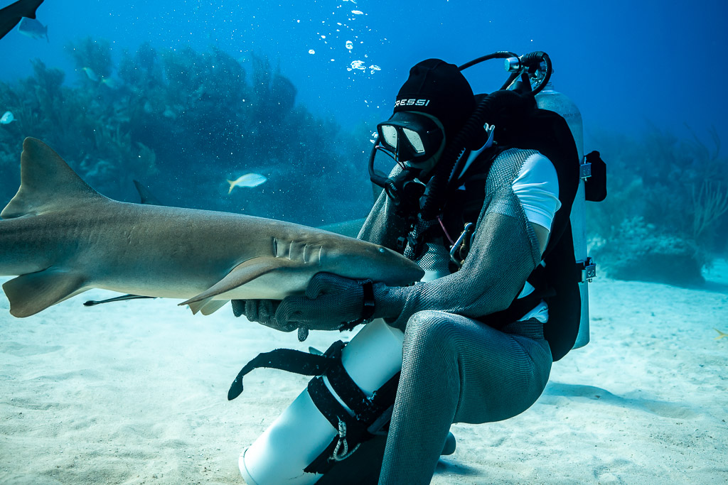 Feeder in chain mail gloves holding a nurse shark close to his chest, Shark Junction, Grand Bahama, Bahamas