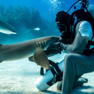 Chain-mail shark feeder kneeling on sand, cradling a nurse shark's head, Shark Junction, Grand Bahama, Bahamas