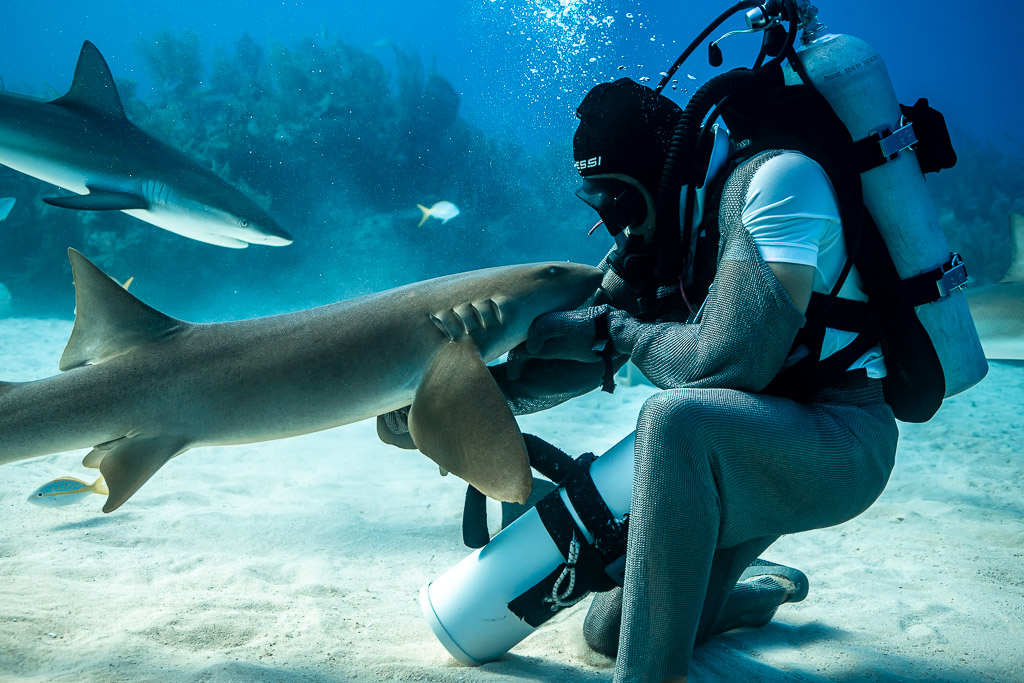 Chain-mail shark feeder kneeling on sand, cradling a nurse shark's head, Shark Junction, Grand Bahama, Bahamas