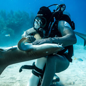 Nurse shark with remora lying across kneeling chain-mail feeder's lap, Shark Junction, Grand Bahama, Bahamas
