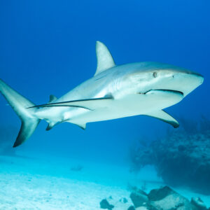 Caribbean reef shark cruising over sand and coral in blue water, Shark Junction, Grand Bahama, Bahamas