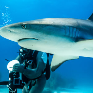 Caribbean reef shark passing just above a diver, close view of its flank, Shark Junction, Grand Bahama, Bahamas