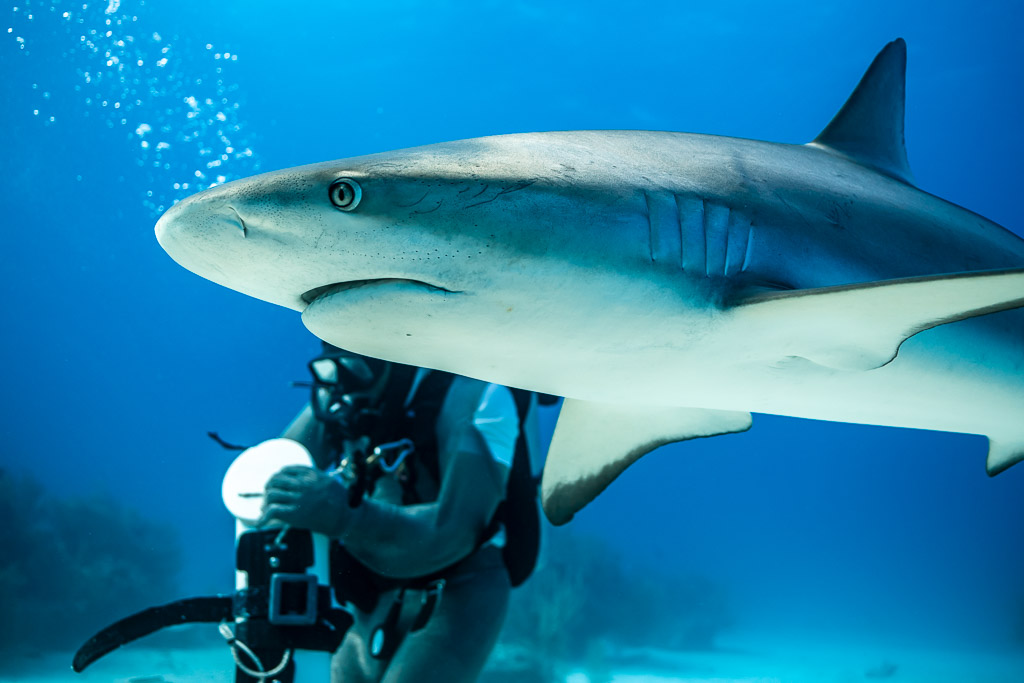Caribbean reef shark passing just above a diver, close view of its flank, Shark Junction, Grand Bahama, Bahamas