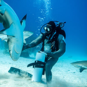 Caribbean reef shark twisting in a sand cloud beside chain-mail feeder, Shark Junction, Grand Bahama, Bahamas