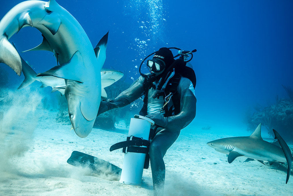 Caribbean reef shark twisting in a sand cloud beside chain-mail feeder, Shark Junction, Grand Bahama, Bahamas