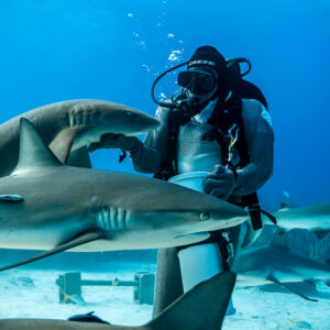 Caribbean reef sharks circling chain-mail feeder holding his bait tube, Shark Junction, Grand Bahama, Bahamas