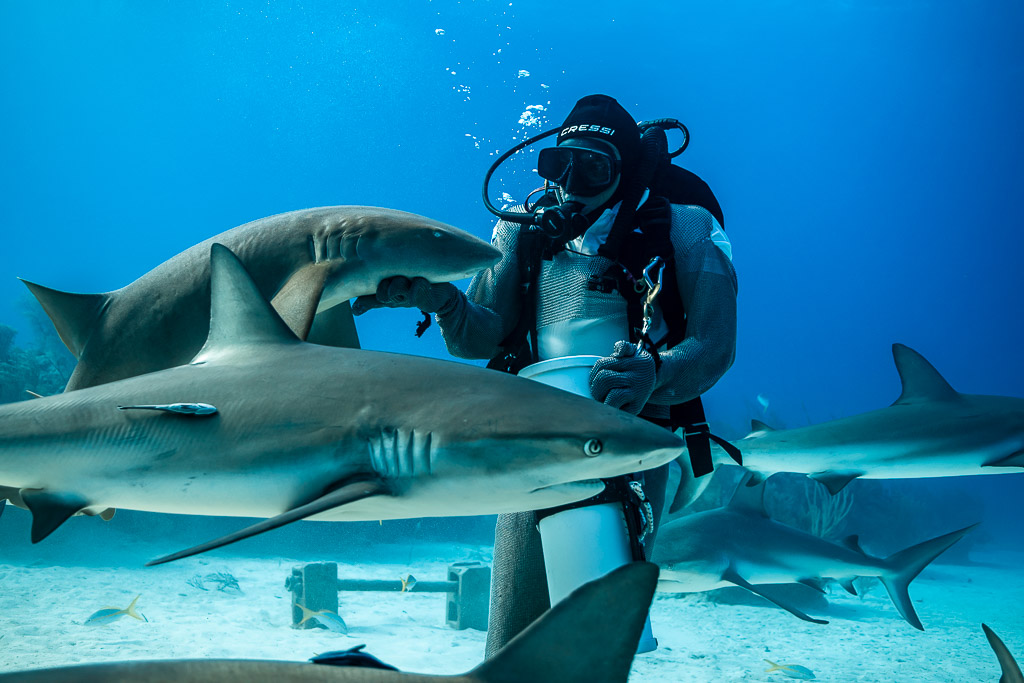 Caribbean reef sharks circling chain-mail feeder holding his bait tube, Shark Junction, Grand Bahama, Bahamas