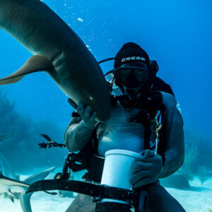 Chain-mail feeder lifting a nurse shark overhead, reef sharks passing by, Shark Junction, Grand Bahama, Bahamas