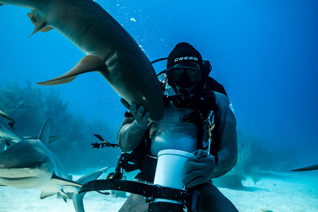 Chain-mail feeder lifting a nurse shark overhead, reef sharks passing by, Shark Junction, Grand Bahama, Bahamas