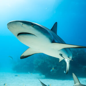Low-angle Caribbean reef shark gliding past feeder in sunlit water, Shark Junction, Grand Bahama, Bahamas