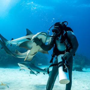 Caribbean reef shark arching toward feeder's hand above sandy bottom, Shark Junction, Grand Bahama, Bahamas