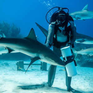 Chain-mail feeder standing among several Caribbean reef sharks over sand, Shark Junction, Grand Bahama, Bahamas