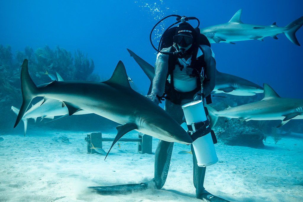 Chain-mail feeder standing among several Caribbean reef sharks over sand, Shark Junction, Grand Bahama, Bahamas