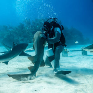 Vue verticale du nourrisseur agenouillé, un requin dans les bras, requins de récif autour, Shark Junction, Grand Bahama, Bahamas