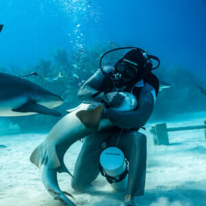 Chain-mail feeder hugging a belly-up Caribbean reef shark, vertical frame, Shark Junction, Grand Bahama, Bahamas
