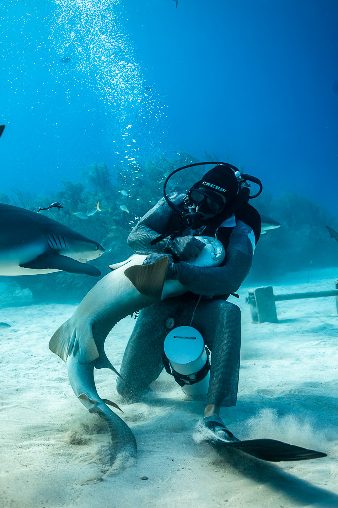 Chain-mail feeder hugging a belly-up Caribbean reef shark, vertical frame, Shark Junction, Grand Bahama, Bahamas