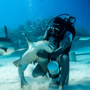 Feeder holding an inverted reef shark close, sand kicked up, vertical view, Shark Junction, Grand Bahama, Bahamas