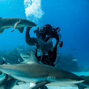 Feeder exhaling a bubble cloud as Caribbean reef sharks swirl around, vertical, Shark Junction, Grand Bahama, Bahamas