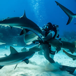 Caribbean reef sharks crowding kneeling feeder in a sand cloud, vertical, Shark Junction, Grand Bahama, Bahamas