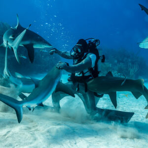 Vue verticale éloignée du nourrisseur entouré de requins de récif en ronde, Shark Junction, Grand Bahama, Bahamas